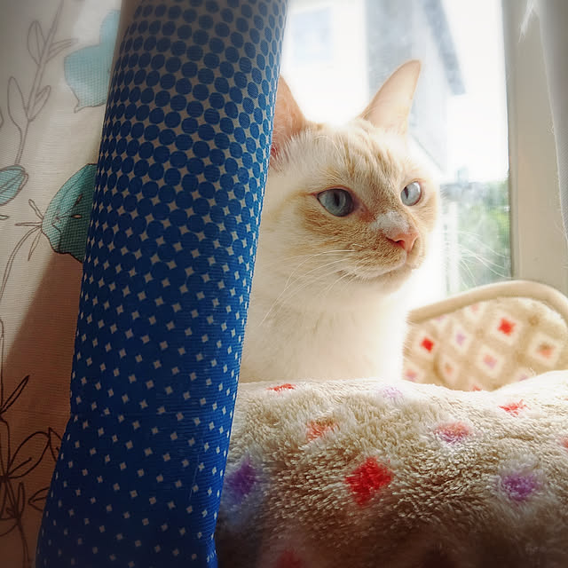 Gomaさんの実例写真