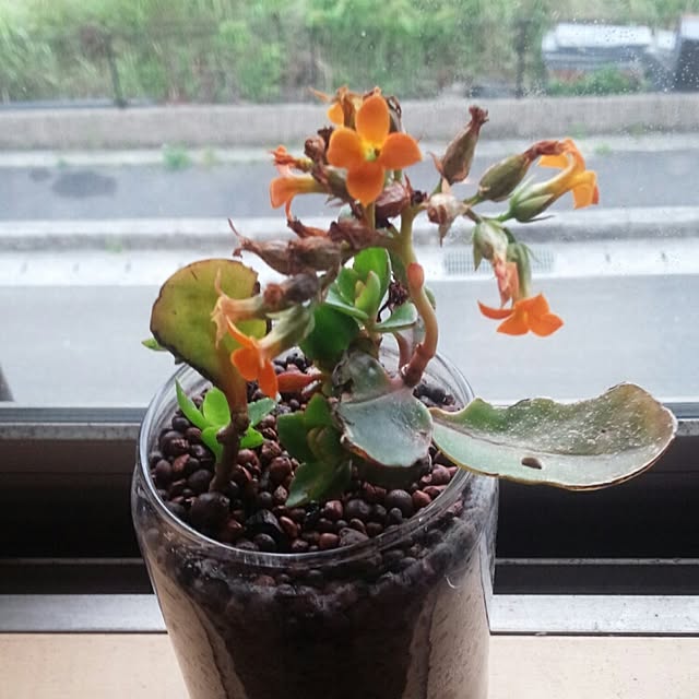 yellowtailfishさんの実例写真