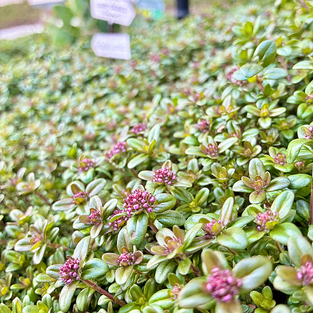 Junさんの実例写真