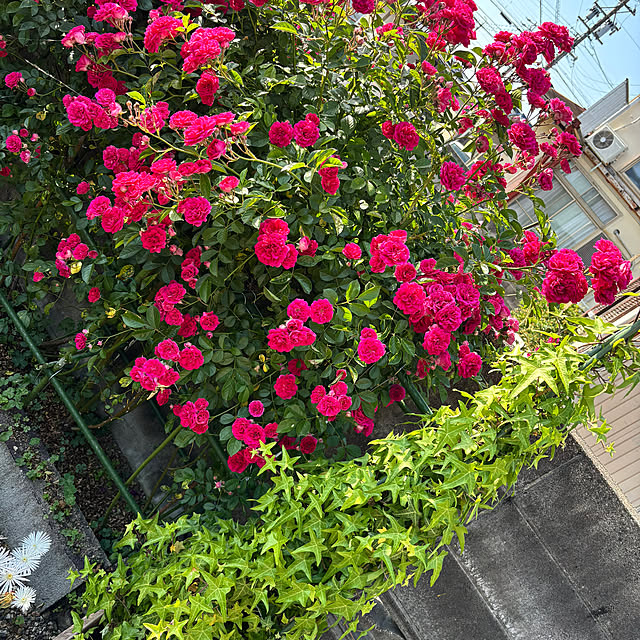 sumatora.toさんの部屋