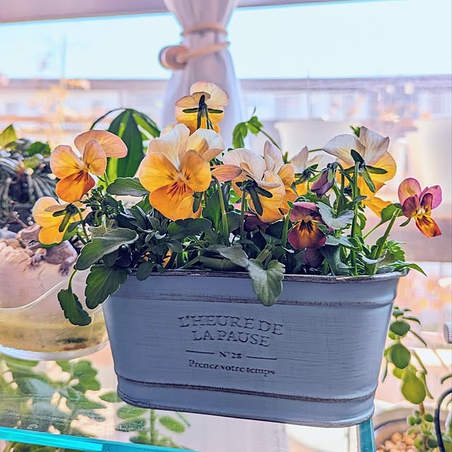 mi-saさんの実例写真