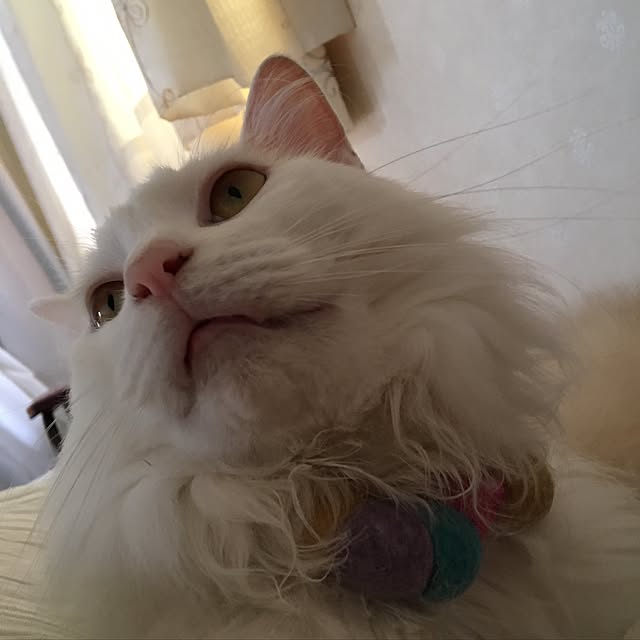 shigimiさんの実例写真