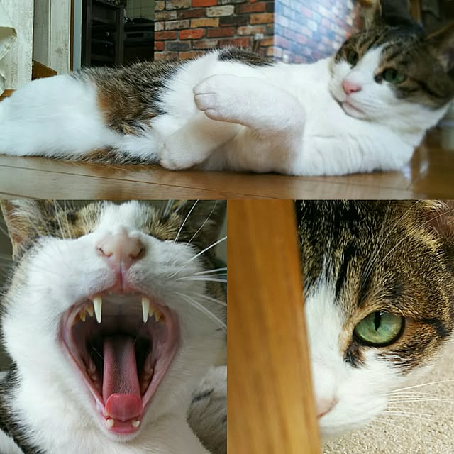 rinさんの実例写真