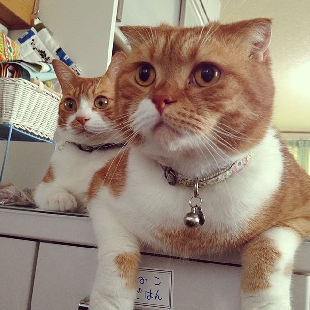 pikkariさんの実例写真