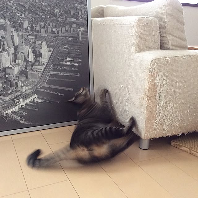 kimihadukiさんの実例写真