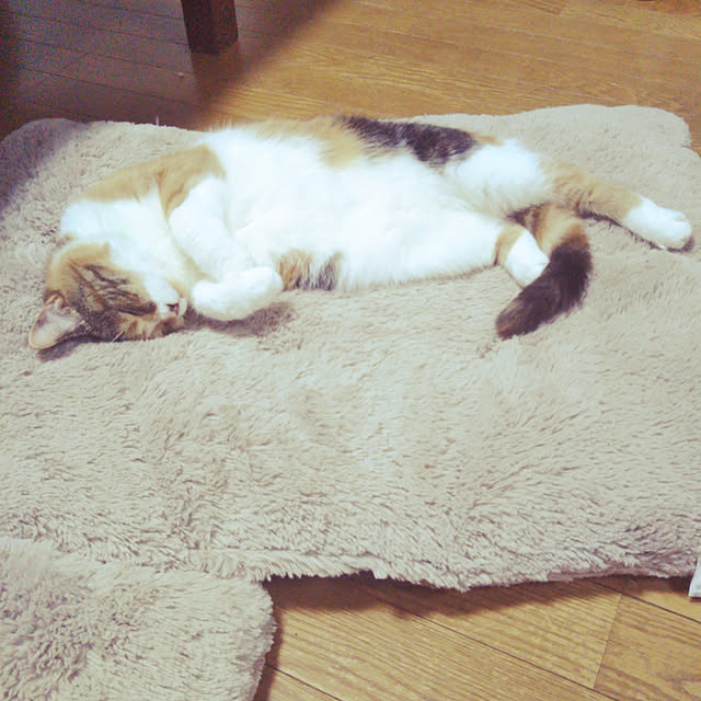 yukieさんの実例写真
