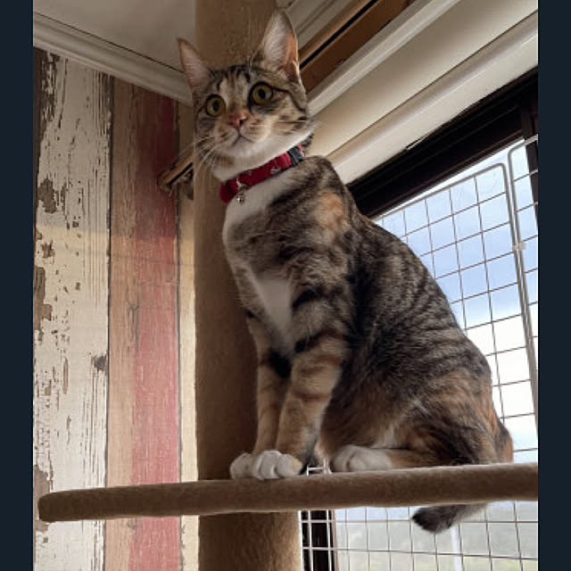 mikaさんの実例写真