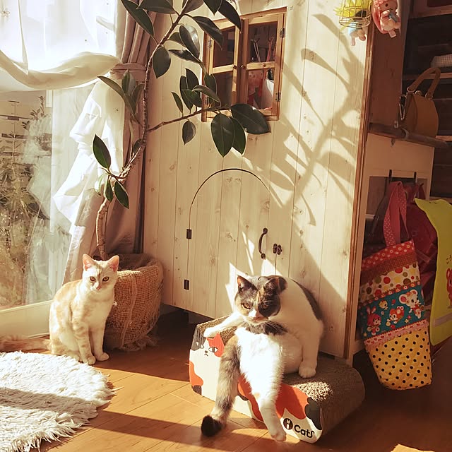 bambi_eyeさんの実例写真