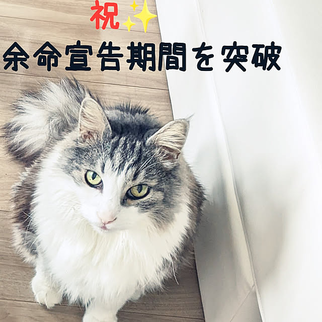 ponさんの実例写真