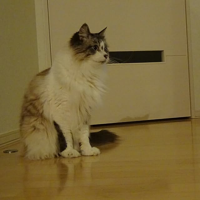 123sgnbさんの実例写真