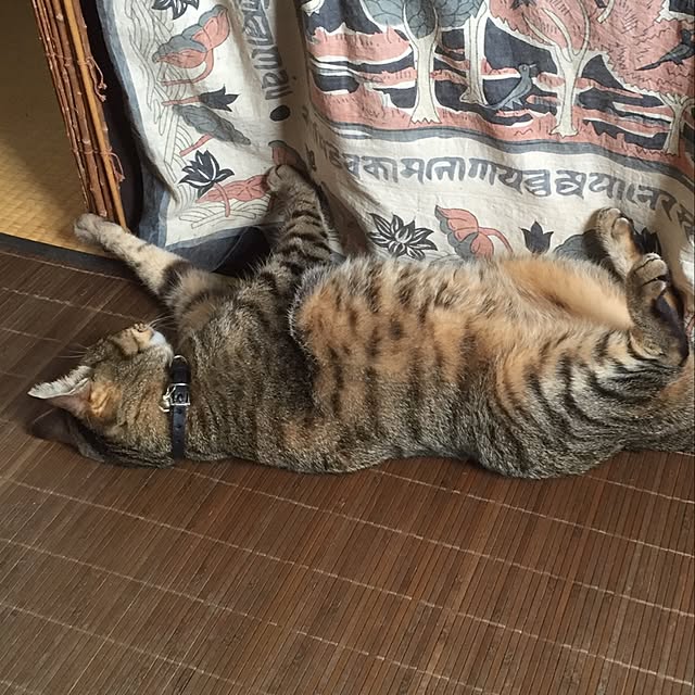shinさんの実例写真