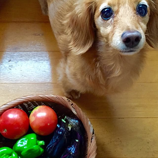 sakuさんの実例写真