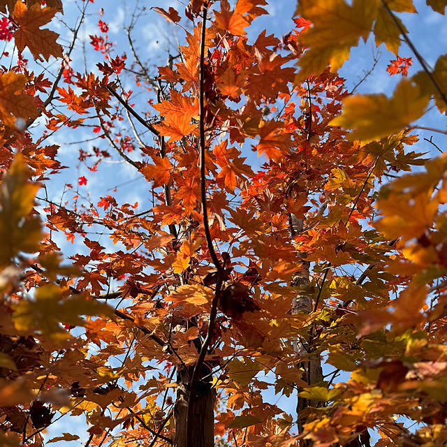 Lucyさんの実例写真