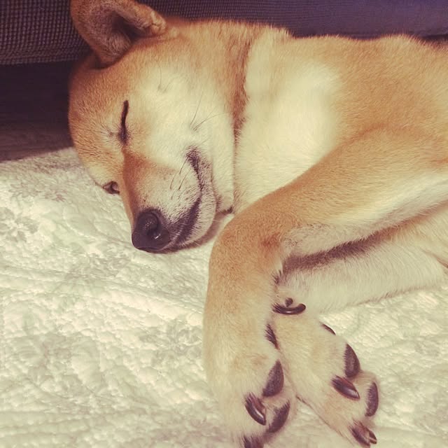 umeさんの実例写真