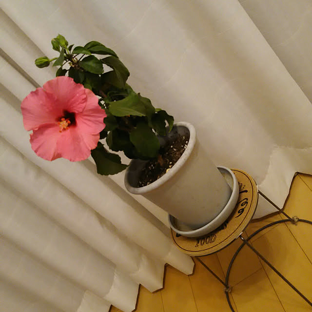 suzu24さんの実例写真