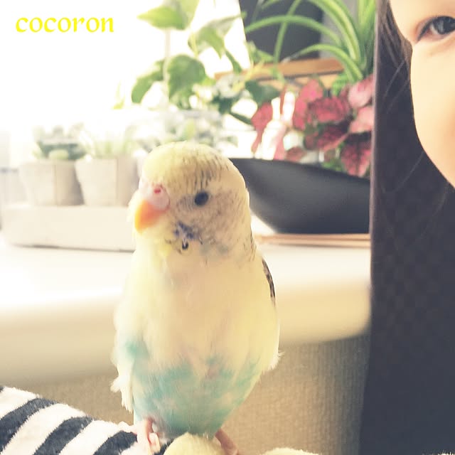 cocoronさんの実例写真