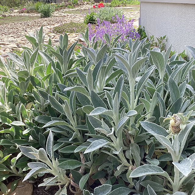 rasaerryさんの実例写真