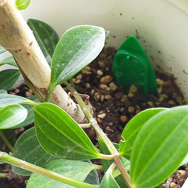 hilltopgardenさんの実例写真