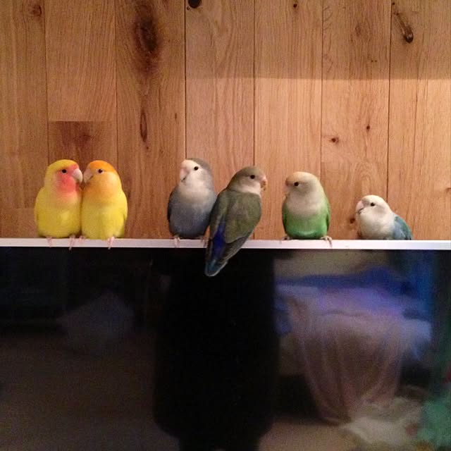 maitanさんの実例写真