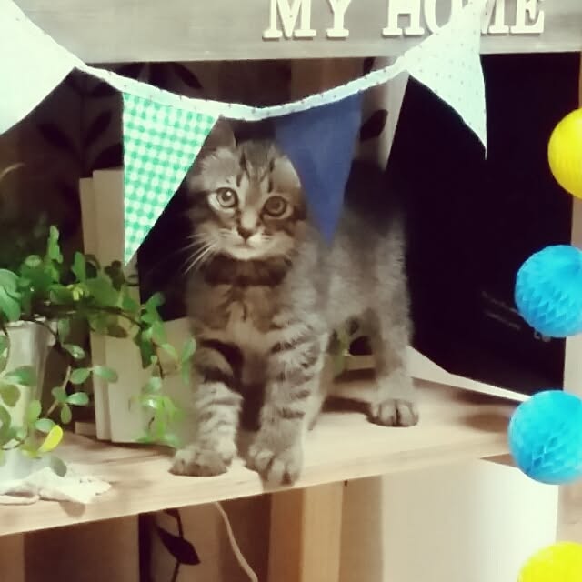 luckyさんの実例写真