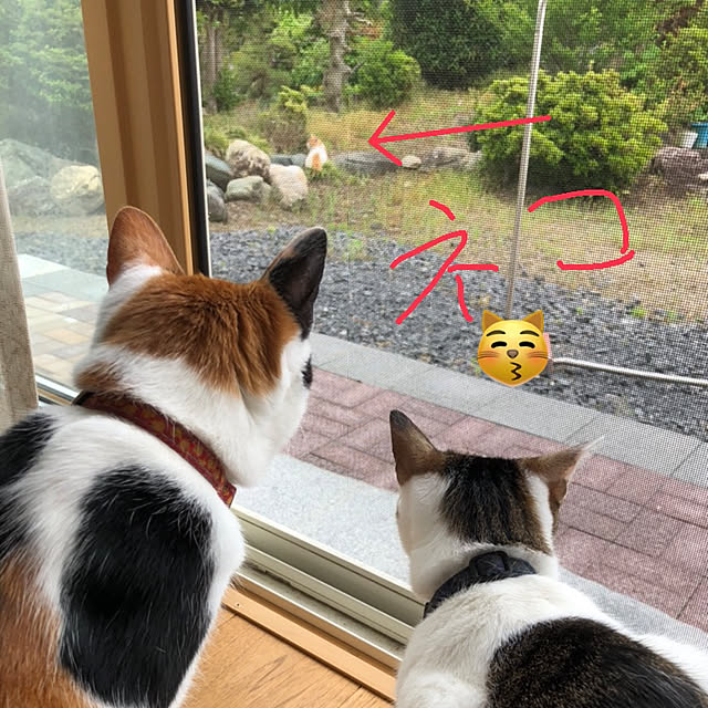 momochiyoさんの実例写真