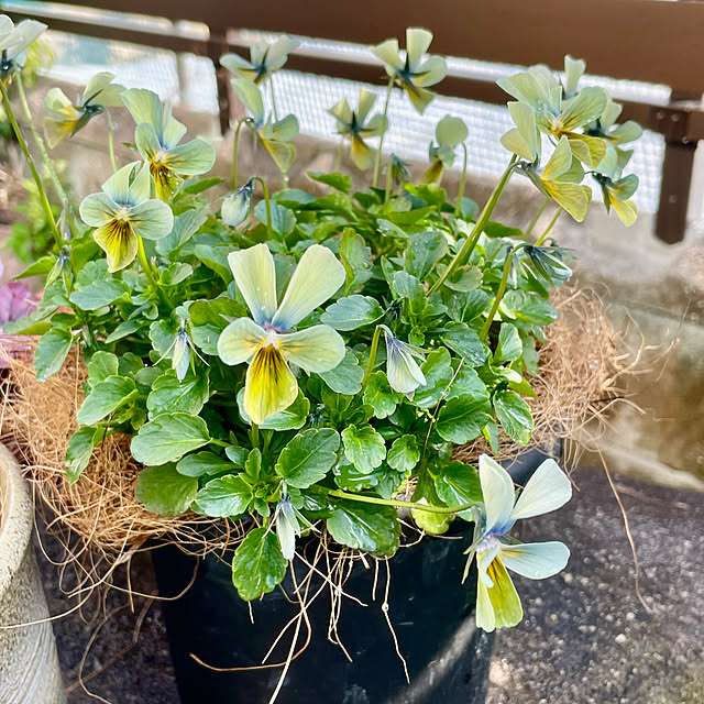 buchiさんの実例写真