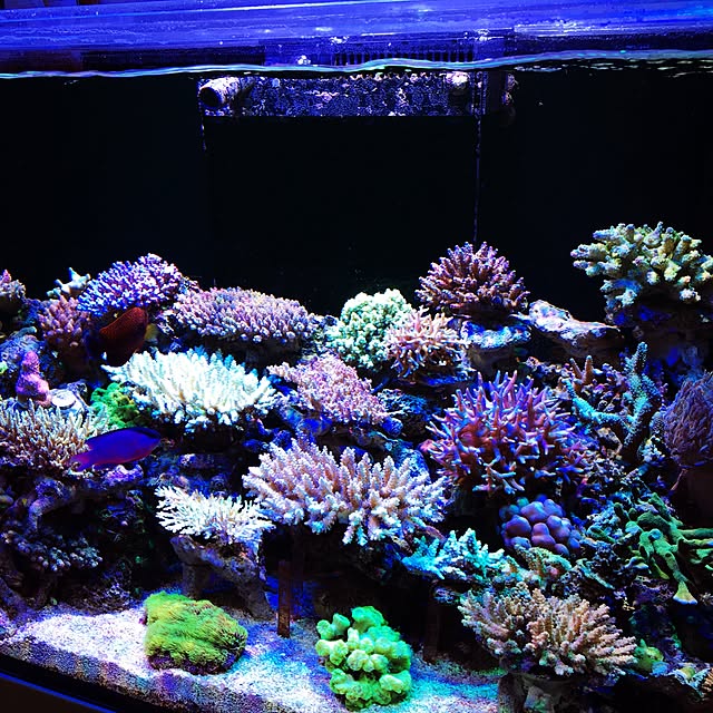 aquarium_seaさんの実例写真