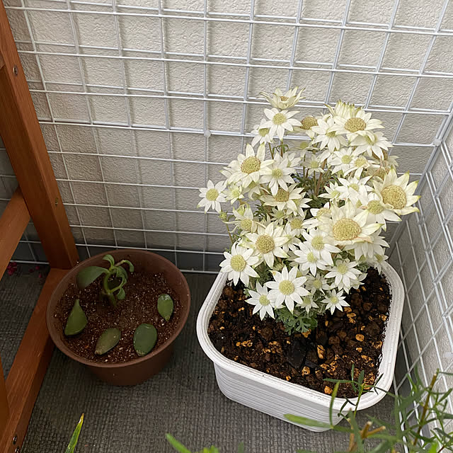 melmelさんの実例写真