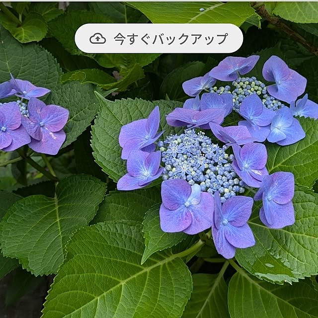 ku-garnet18さんの部屋