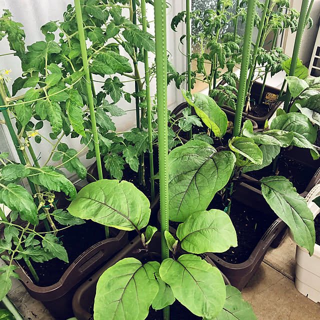 hanachanさんの部屋
