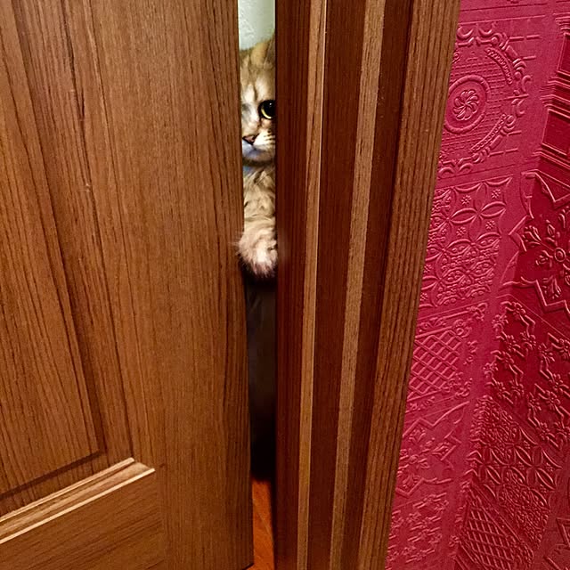 butachanさんの実例写真
