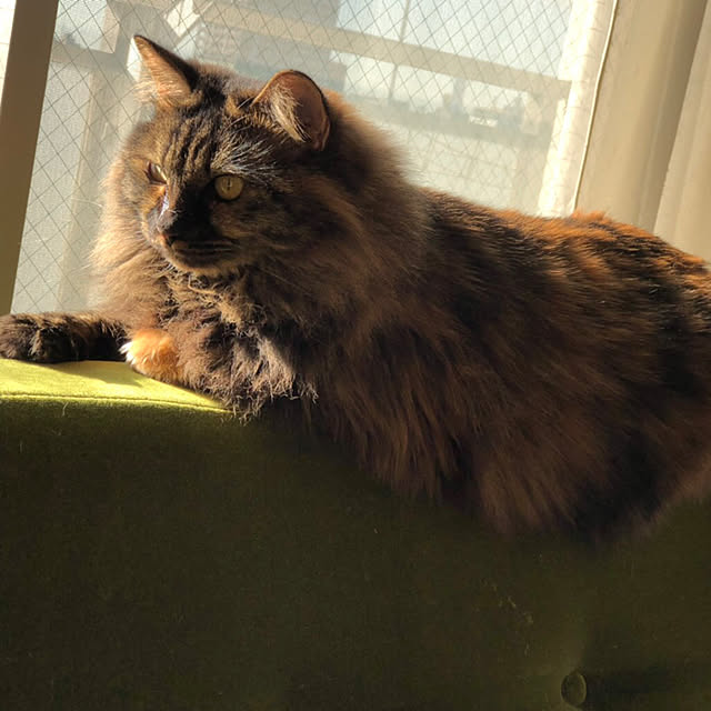 mikomaruさんの実例写真