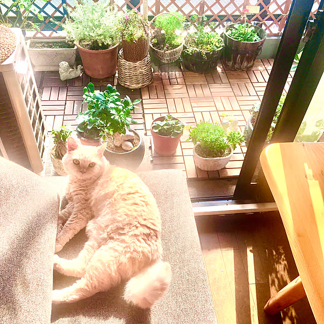 naokoさんの実例写真