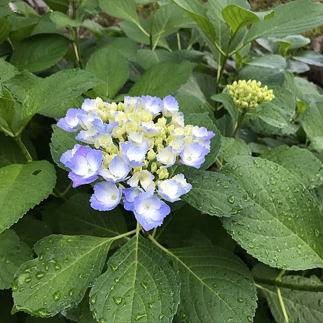 紫陽花/花のある暮らし/植物のある暮らし/植物に癒されて/季節を楽しむ暮らし...などのインテリア実例 - 2022-05-25 22:00:20