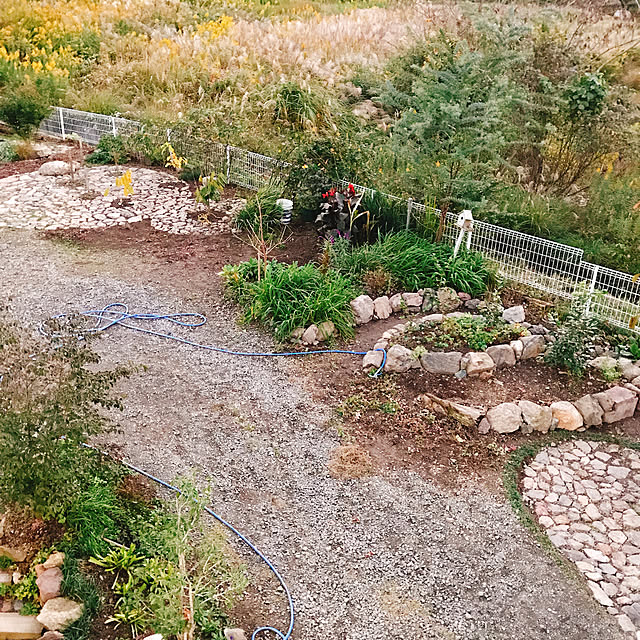 部屋全体/アジュガの侵略/砂利撤去中/川石/インスタ→pepe_garden...などのインテリア実例 - 2018-10-27 17:46:49