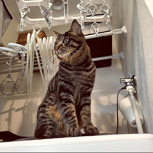 hihaさんの部屋