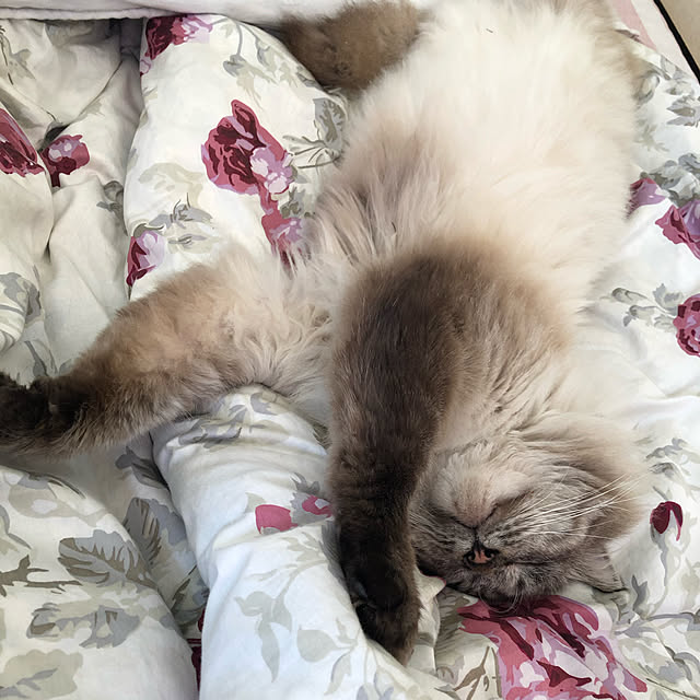 tommyさんの実例写真
