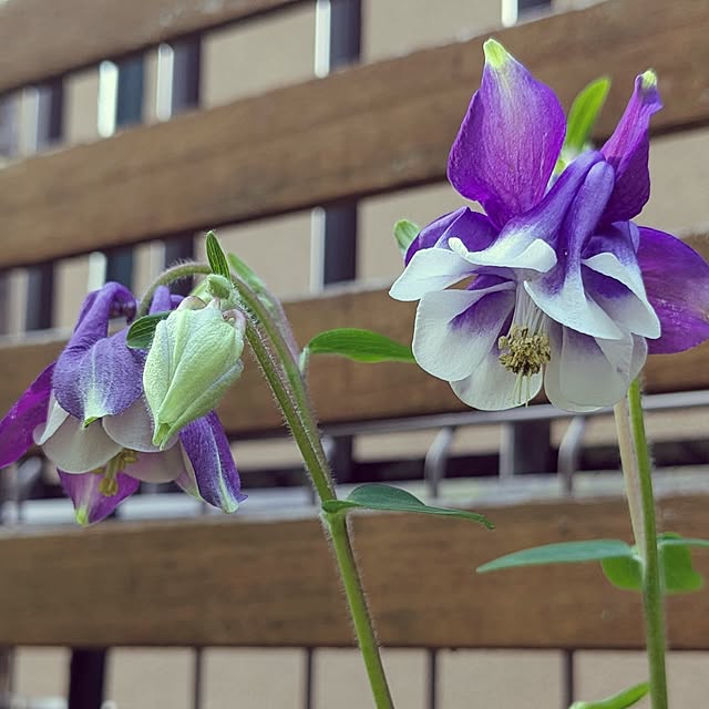 mofukoさんの実例写真