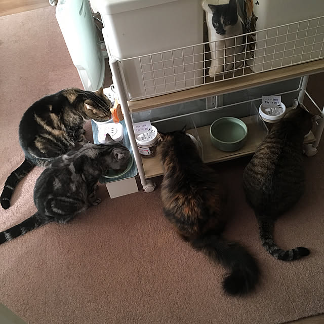 mikomaruさんの実例写真