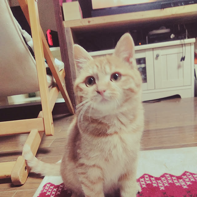 gu-sanさんの実例写真