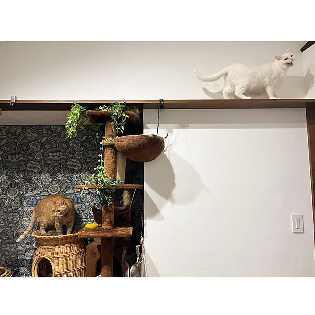 Maruさんの部屋