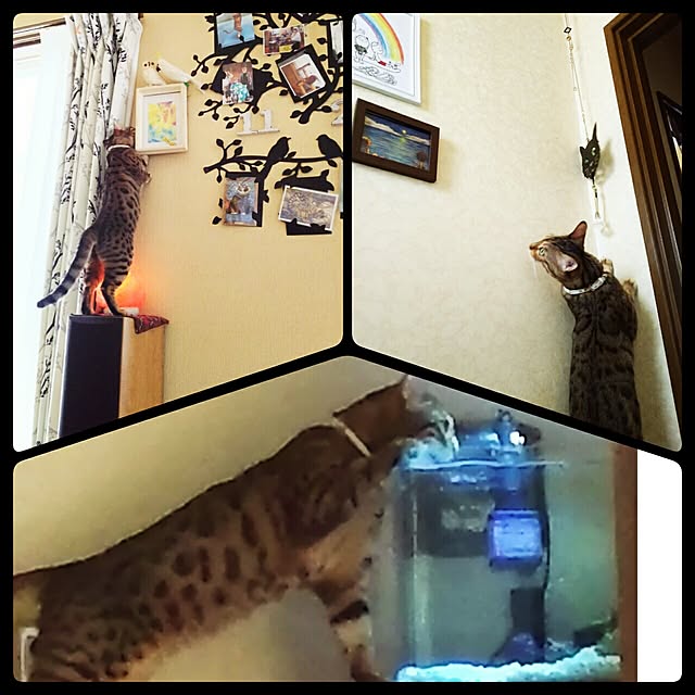 fuku-fuku-fuさんの実例写真
