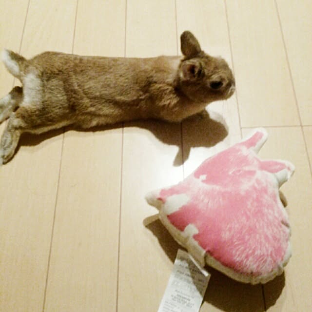 acaさんの実例写真