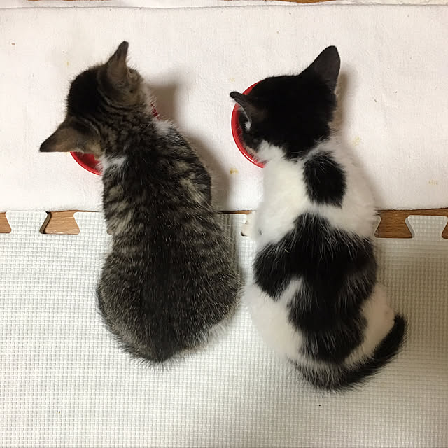 pochacoさんの実例写真