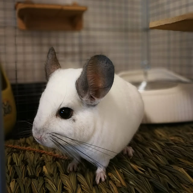 korさんの実例写真