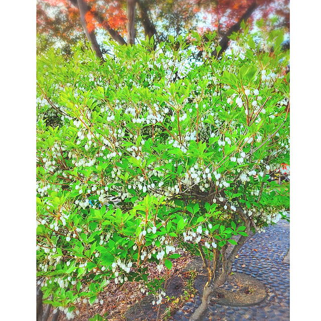 cherrycherryさんの実例写真