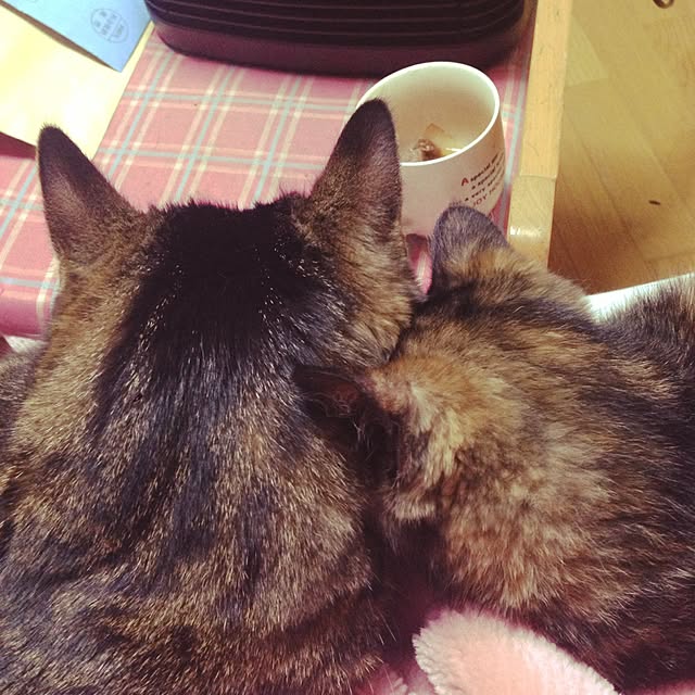 mayaさんの実例写真