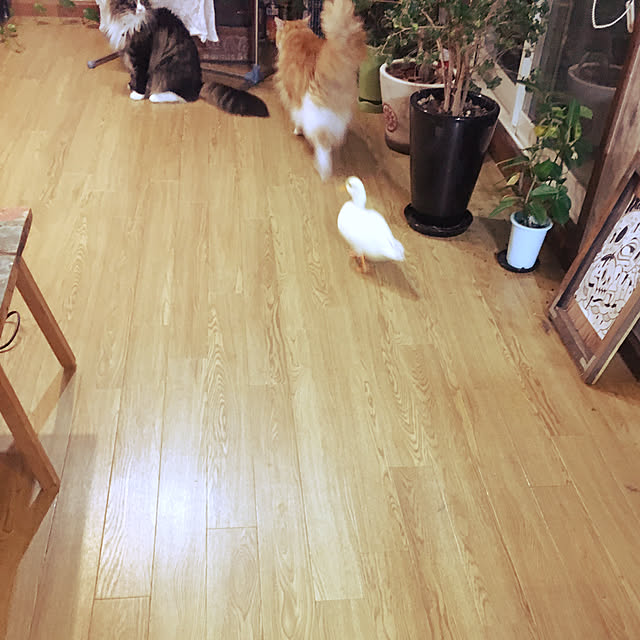 rby88さんの実例写真
