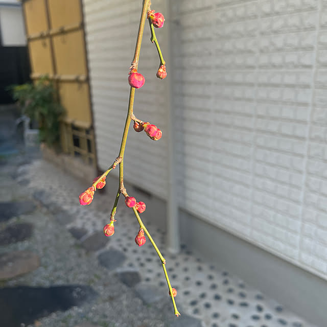 kuikoさんの実例写真