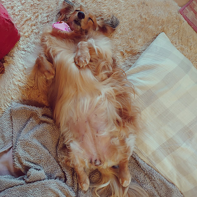 rikachakoさんの実例写真